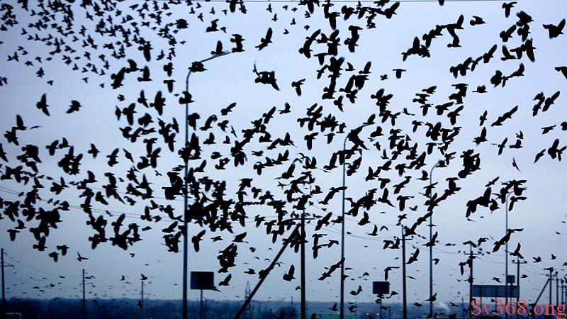 mơ thấy quạ đen mơ thấy quạ đen