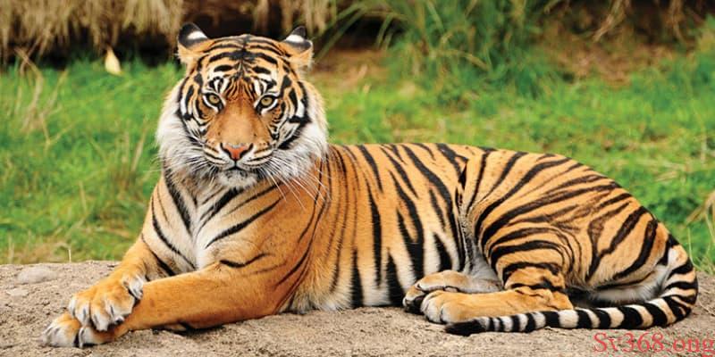 Nằm mơ thấy cọp Nằm mơ thấy cọp có ý nghĩa gì?