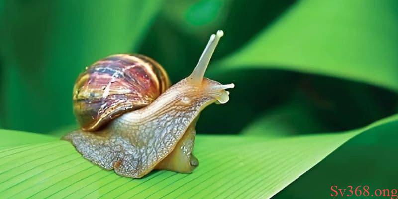 nằm mơ thấy ốc Mơ thấy ốc sên đánh số 98 - 99