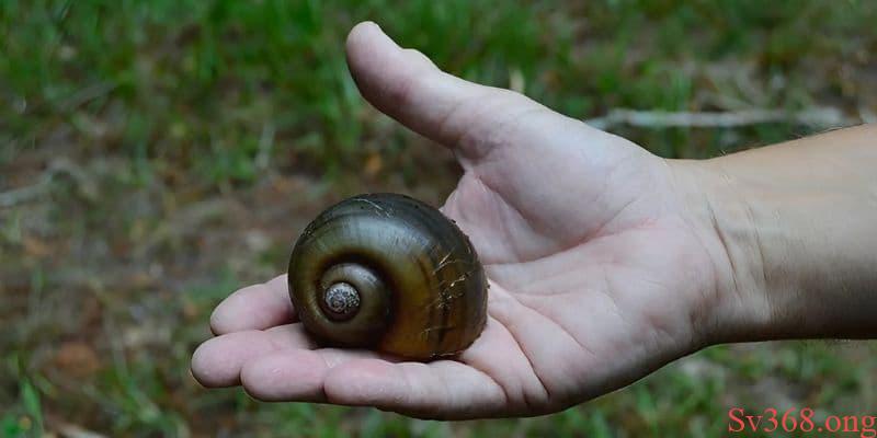 nằm mơ thấy ốc Mơ thấy ốc bươu đánh 12 - 31