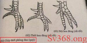 Vảy gà nội hoa đăng