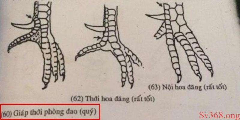 Sv368 Chia Sẻ Bí Mật Về Vảy Gà Nội Hoa Đăng Chi Tiết Nhất 1 Vảy gà nội hoa đăng