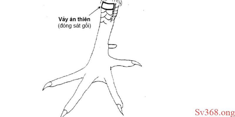 99+ Cách Xem Vảy Gà Quý Không Phải Ai Cũng Biết Tại Sv368 1 Cách xem vảy gà quý