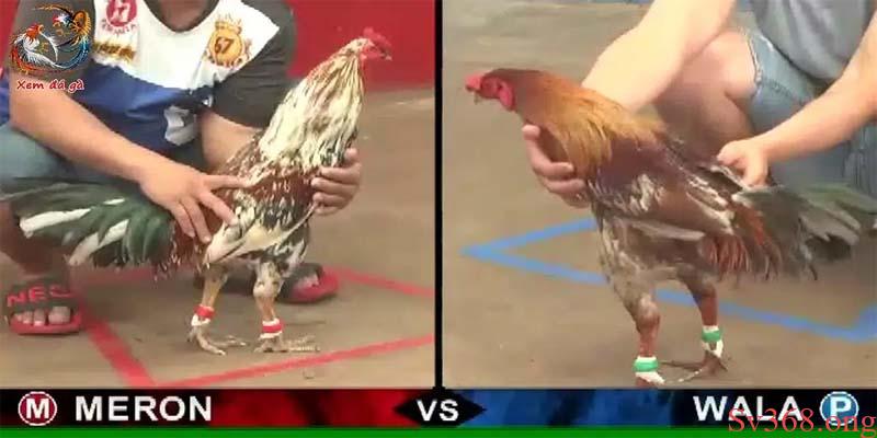 Cách Chọn Gà Và Luật Cơ Bản Khi Chơi Đá Gà Campuchia 2025 1 Cách chọn gà