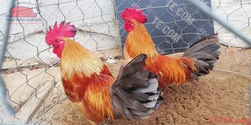 Top 5 Gà Đá Cựa Sắt Hiếm Gặp Mà Có Thể Bạn Chưa Biết 2025 1 Gà đá song sinh