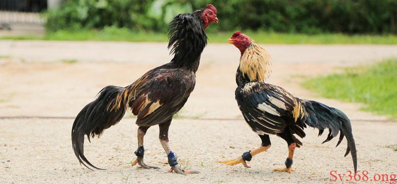 Cách Nuôi Gà Đá Bo Lớn Là Gì? Phương pháp Hay Tại Sv368 1 Đặc điểm nổi bật của gà đá bo lớn là gì?