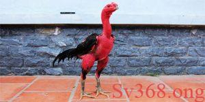 Cách vần gà tơ ở vụ lông