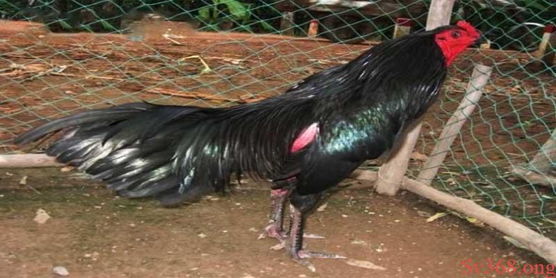 Khám Phá Cách Làm Cho Gà Lì Đòn Hiệu Quả Mà Sv368 Chia Sẻ 1 Chế độ ăn trong cách làm cho gà lì đòn hơn