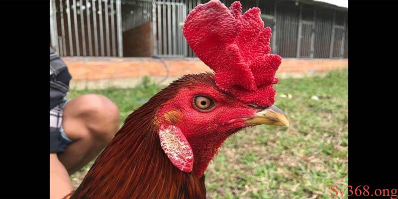 Tại Sao Gà Đá Bị Tái Mặt? Nguyên Nhân Và Cách Phòng Tránh 1 Gà đá bị tái mặt là dấu hiệu của bệnh gì?