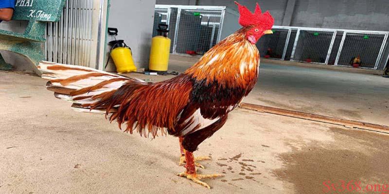 Bật Mí Cách Nuôi Gà Chọi C1 Đỉnh Cao Từ Sư Kê Lão Làng Sv368 1 Cách nuôi gà chọi C1 đỉnh cao nhất