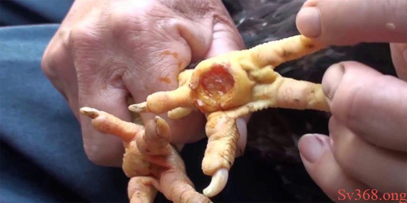 Cách Trị Gà Bị Lậu Đế Hiệu Quả, An Toàn Cho Sức Khỏe 2025 1 Có nhiều nguyên nhân dẫn đến gà bị lậu đế cần lưu ý