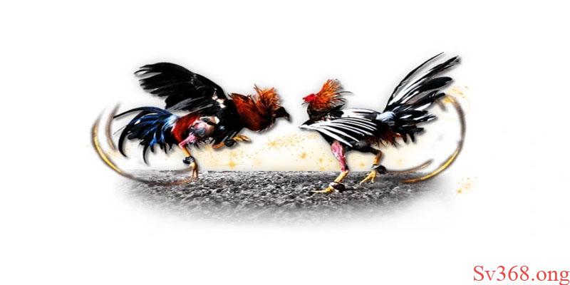 Gà Chọi C1 Đỉnh Cao - Sv368 Chiến Kê Của Dân Chơi Gà 2025 1 Hướng dẫn nuôi gà chọi C1 đỉnh cao