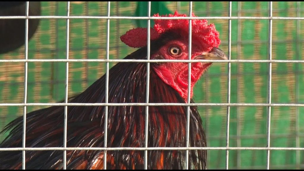 Hướng Dẫn Cách Chăn Nuôi Những Con Gà Cọp Để Chiến Đấu 1 Hướng dẫn chăn nuôi gà cọp để chiến đấu