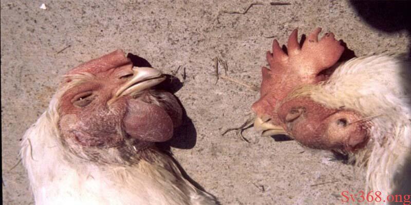 Thuốc Điều Trị Bệnh ORT Trên Gà - Mẹo Điều Trị Cực Hiểu Quả 1 Biện pháp phòng tránh để không phải dùng thuốc điều trị bệnh ORT trên gà