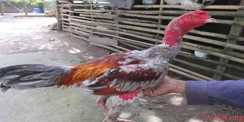 Chia Sẻ Phương Pháp Cách Trị Gà Đá Bị Hóc Cực Hay 1 Cách trị gà đá bị hóc bằng phương pháp tập luyện