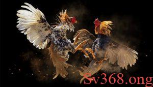 Giới thiệu chuẩn bị trước trận đấu