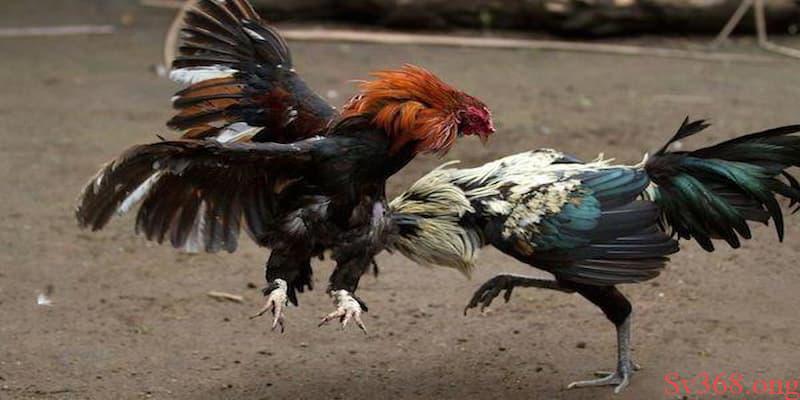 Tham Khảo Luật Chấp Gà Cựa Sắt Tại Sv368 Cho Thành Viên Mới 1 Một số lưu ý cần nắm trong luật đá gà
