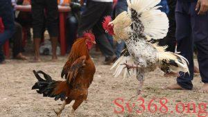 Luật đá gà miền Bắc là gì?