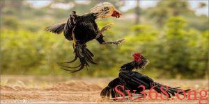 Luật đá gà miền Nam