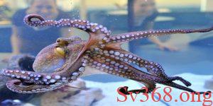 mơ thấy bạch tuộc