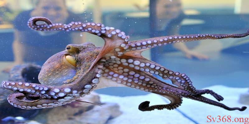 Mơ Thấy Bạch Tuộc - Giải Mã Giấc Mơ Chính Xác Nhất 2025 1 mơ thấy bạch tuộc