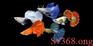 mơ thấy bầy cá