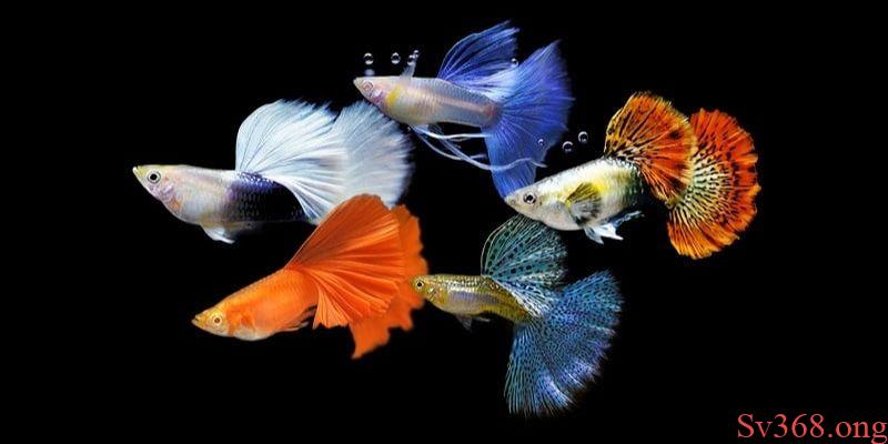 Mơ Thấy Bầy Cá - Khám Phá Chi Tiết Ý Nghĩa Giấc Mơ Từ Sv368 1 mơ thấy bầy cá