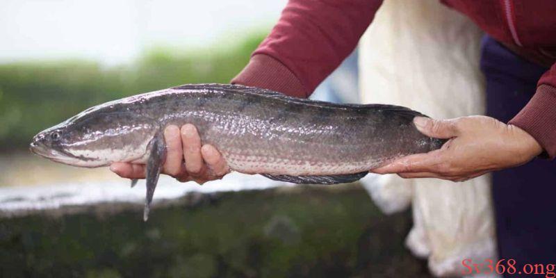 Mơ Thấy Cá Lóc Có Ý Nghĩa Gì? Các Con Số May Mắn Tại SV368 1 mơ thấy cá lóc