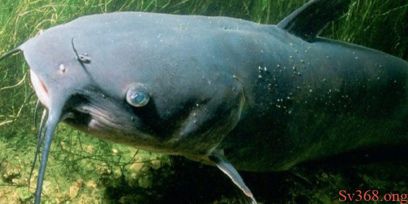 Mơ Thấy Cá Trê - Sv368 Giải Mã Ý Nghĩa Và Con Số May Mắn 1 Mơ thấy cá trê