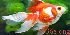 Ý nghĩa của con cá vàng trong đời sống