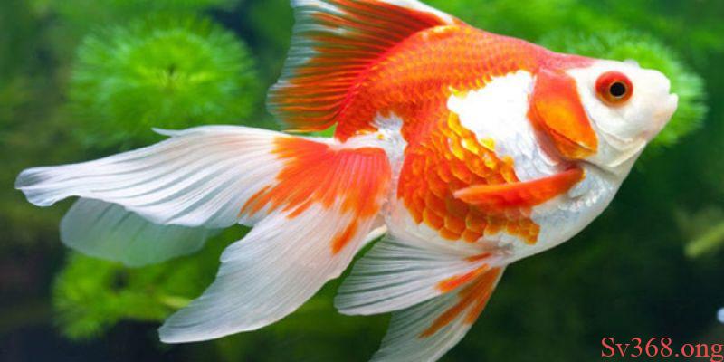 Mơ Thấy Cá Vàng - Cùng SV368 Giải Đáp Các Giấc Chiêm Bao 1 Ý nghĩa của con cá vàng trong đời sống