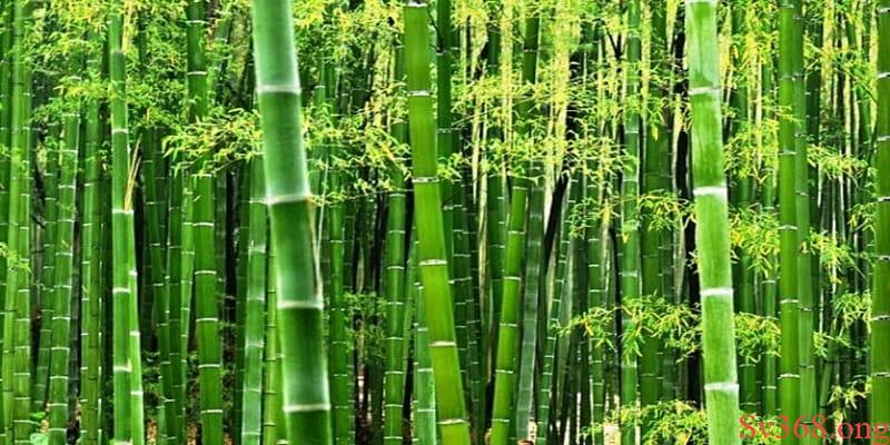 Mơ Thấy Cây Tre Tốt Hay Xấu? Bật Mí Con Số May Mắn Ở Sv368 1 Ngủ mơ thấy cây tre xuất hiện cả bụi