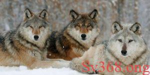 Mơ thấy chó sói