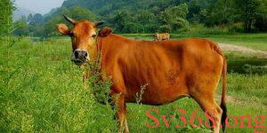 Hình ảnh của con bò trong văn hóa và tâm linh