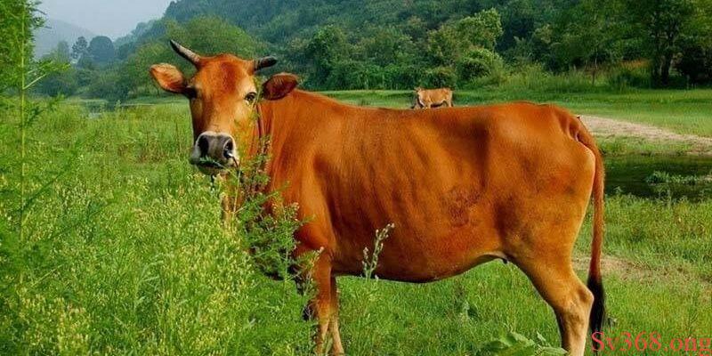 Hình ảnh của con bò trong văn hóa và tâm linh