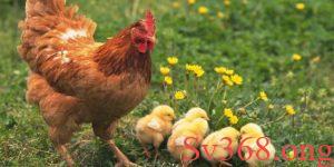 Những con gà thường mang hàm ý gì trong văn hóa Việt Nam?