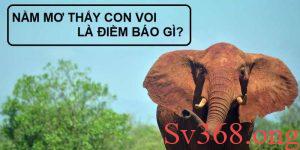 Ý nghĩa khi mơ thấy con voi đánh con gì