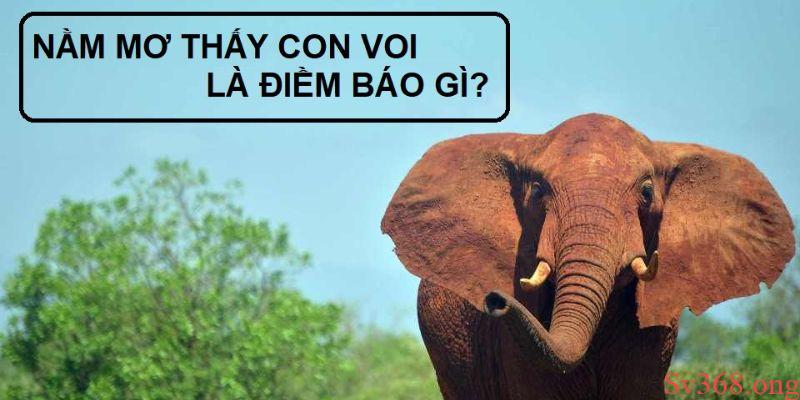 Mơ Thấy Con Voi Đánh Con Gì? Ý Nghĩa Và Con Số May Mắn 1 Ý nghĩa khi mơ thấy con voi đánh con gì