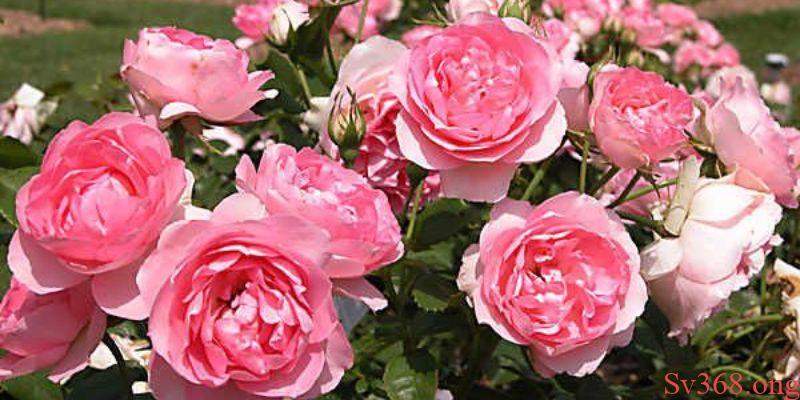 Mơ Thấy Hoa Hồng Là Điềm Xấu Hay Dữ? Giải Mã Cùng Sv368 1 Mơ thấy hoa hồng