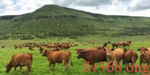 Nằm mơ thấy bò